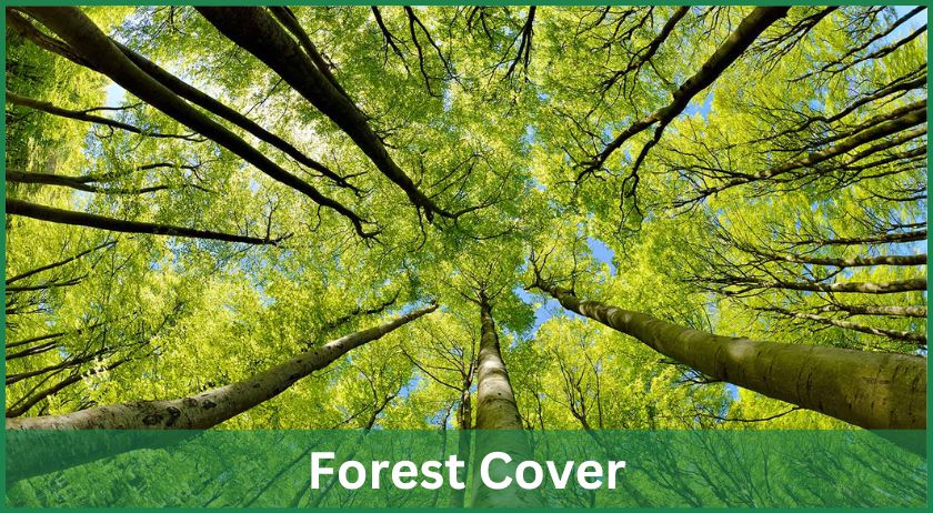 How Forests Helps in Achieving SDG Goals