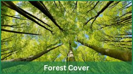 How Forests Helps in Achieving SDG Goals