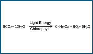 photosynthesis