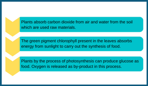 requirements-for-photosynthesis