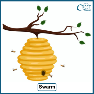 Collective Noun - Swarn of Bees