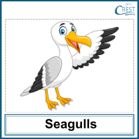 Seagulls for Class 2