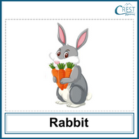 Rabbit for Class 1
