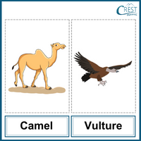 Camel and Vulture for Class 1