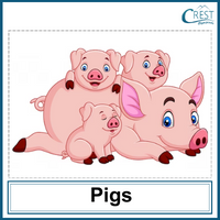 Pigs for Class 1