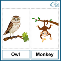 Owl and Monkey for Class 1
