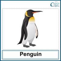Penguin for Class 1