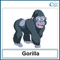 Gorilla for Class 1
