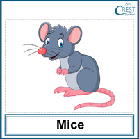 Mice for Class 1