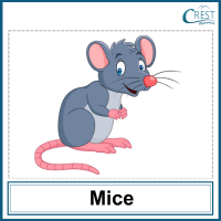 Mice for Class 1