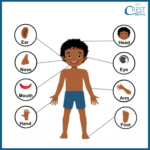 External Body Parts for Class 2