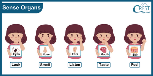 Sense Organs for Class 2