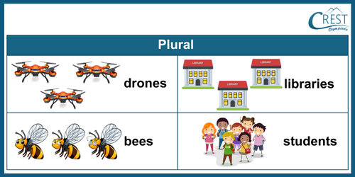 Plural Words for Class 4