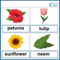 Word Pairs and Odd One Out for Class 1