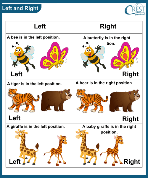 Comparision for kg grade - Explanation of Left and Right