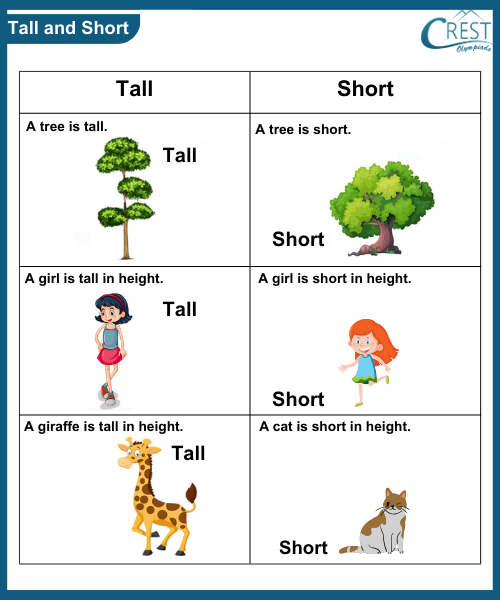 Comparision for kg grade - Explanation of Tall and Short