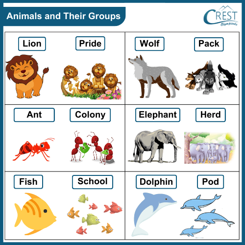 Animals and Their Groups - CREST Olympiads