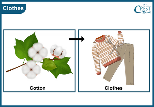 Plants used for clothing