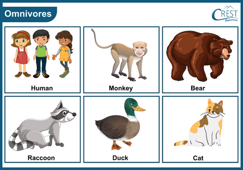 Examples of Omnivores