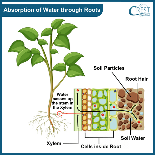 Diagram of Water Absorption through roots - Science Grade 7