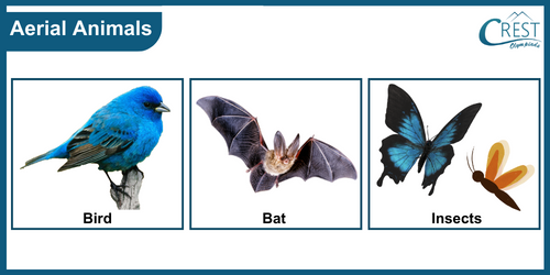 Examples of Aerial animals