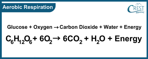 Equation for Aerobic Reaction - Science Grade 7