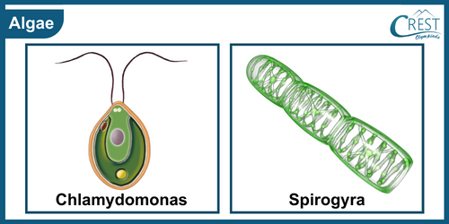 Example of Algae - Chlamydomonas and Spirogyra