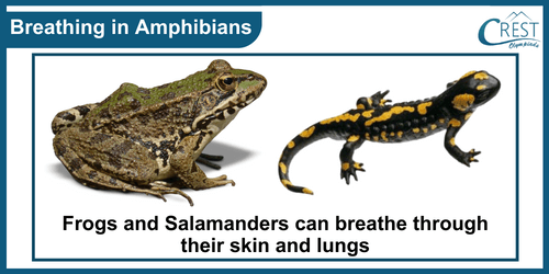 Breathing Organs in Amphibians Animals
