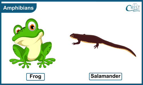 Example of Amphibians