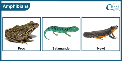 Examples of Amphibians