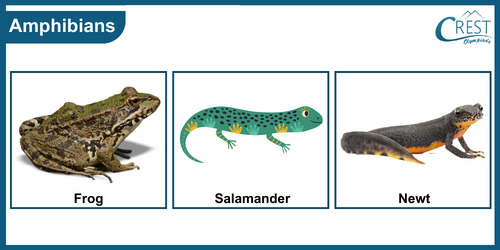 Examples of Amphibians