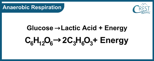 Equation for Anaerobic Reaction - Science Grade 7