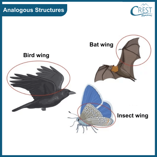 Evolution: Analogous Structures - CREST Olympiads