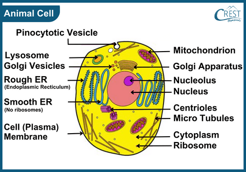 Labelled Diagram of Animal Cell - Science Grade 8