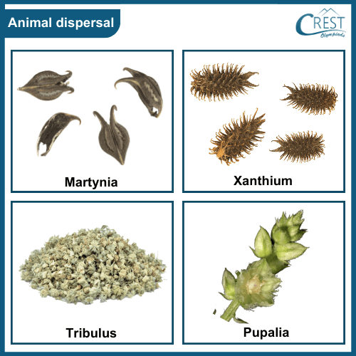 Agent of Seed Dispersal - Animal