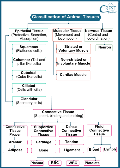 Classification of Animal Tissues - Definition and Types etc