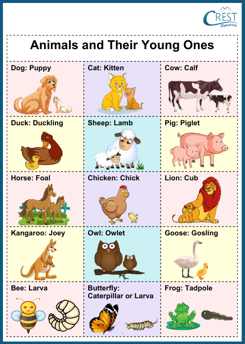 List of Animal and Their Young Ones - CREST Olympiads