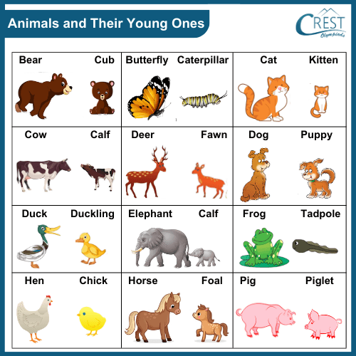 Animals and Their Young Ones - CREST Olympiads