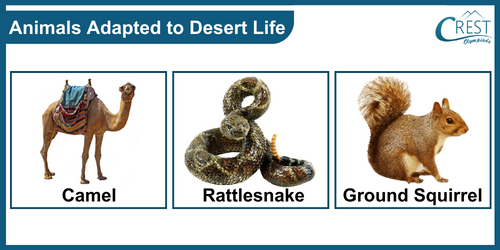 Examples of animals adapted to desert life