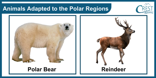 Examples of animals adapted to polar region