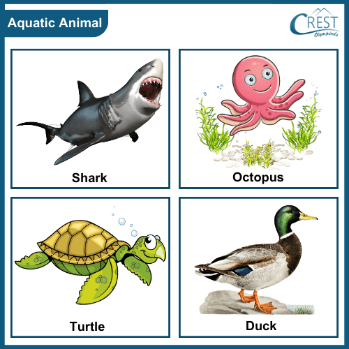 Examples of Aquatic animals