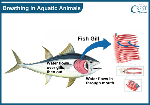 Breathing Organs in Aquatic Animals