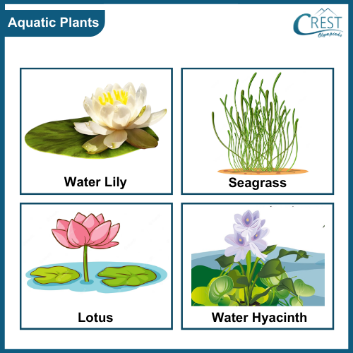 Examples of Aquatic Plants