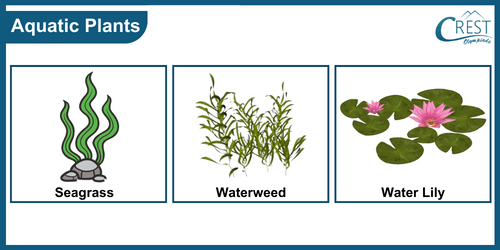 Class 3-Examples of Aquatic plants
