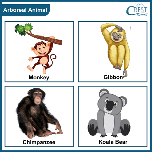 Examples of Arboreal animals