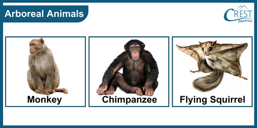 Examples of Arboreal animals