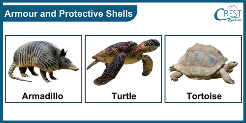 Examples of Animals with armour protective shells