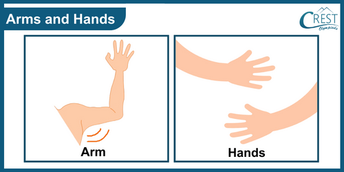 Arms and Hands of Human Body - Science Grade 5