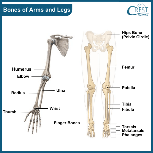 Bones of Arms and Legs of Human Body