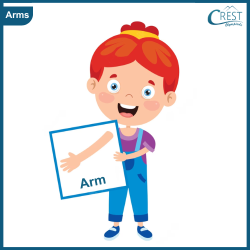 Arms - My Body Parts for Class KG